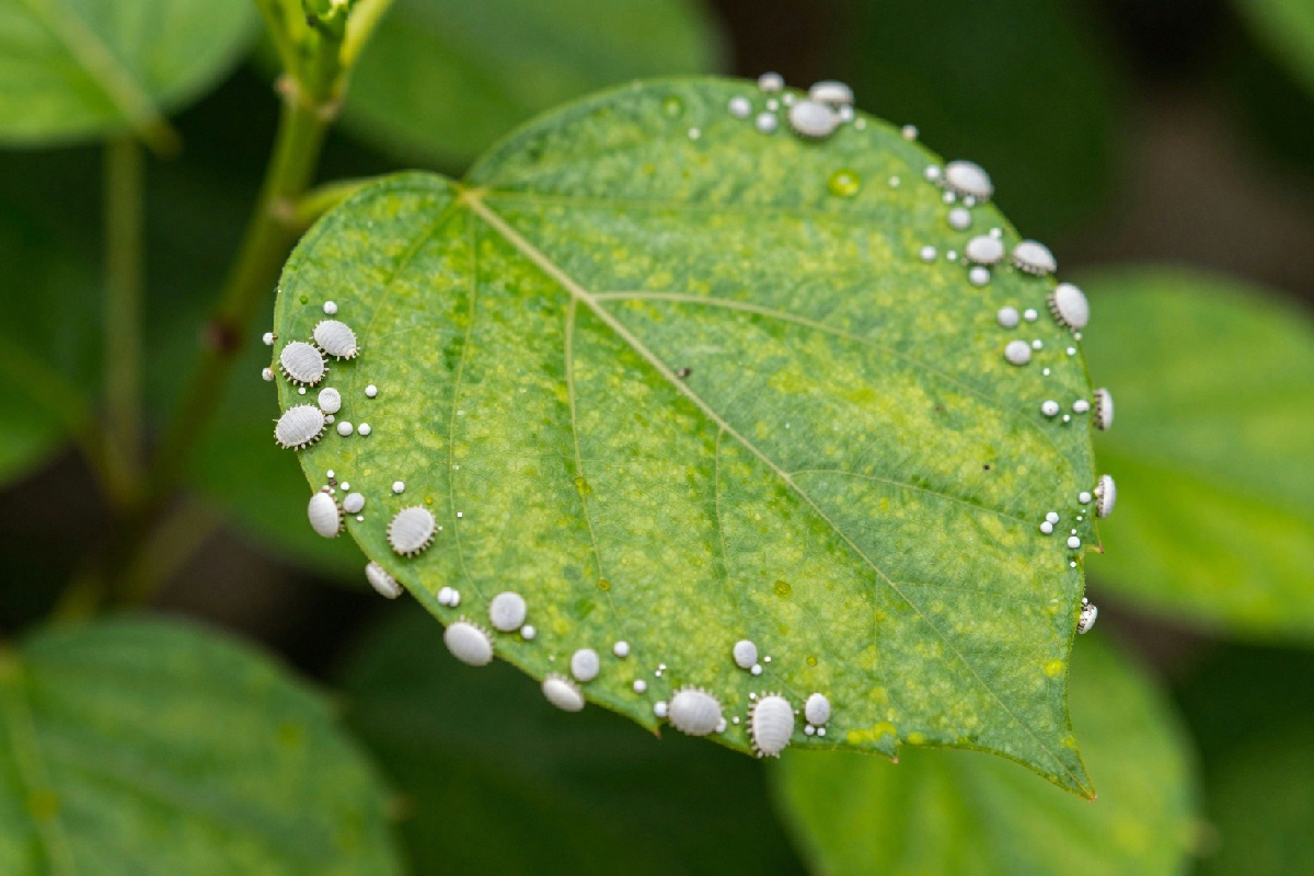 Cocciniglia a scudetto sulle piante da appartamento: come riconoscerla e eliminarla efficacemente
