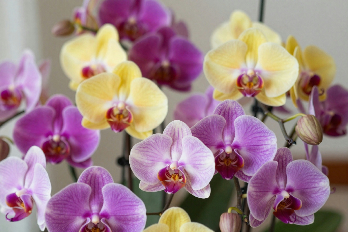 Crea un angolo perfetto in casa: scopri come far fiorire al meglio le tue orchidee