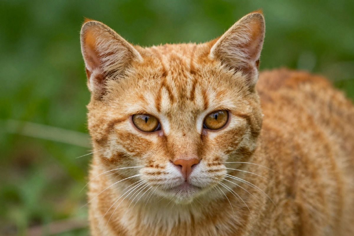 Perché i gatti rossi sono prevalentemente maschi? Analisi e curiosità sulla loro genetica